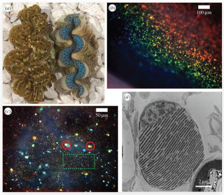 Publication figure 41